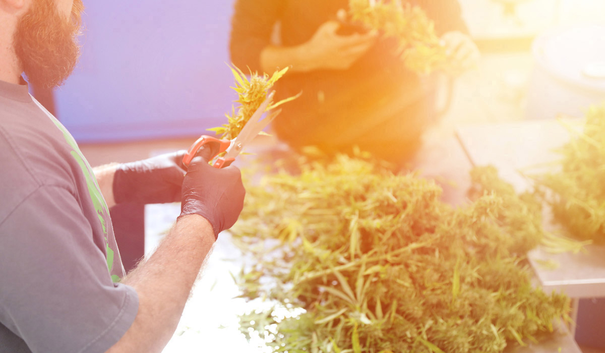 Dry cannabis being cut with a scissor