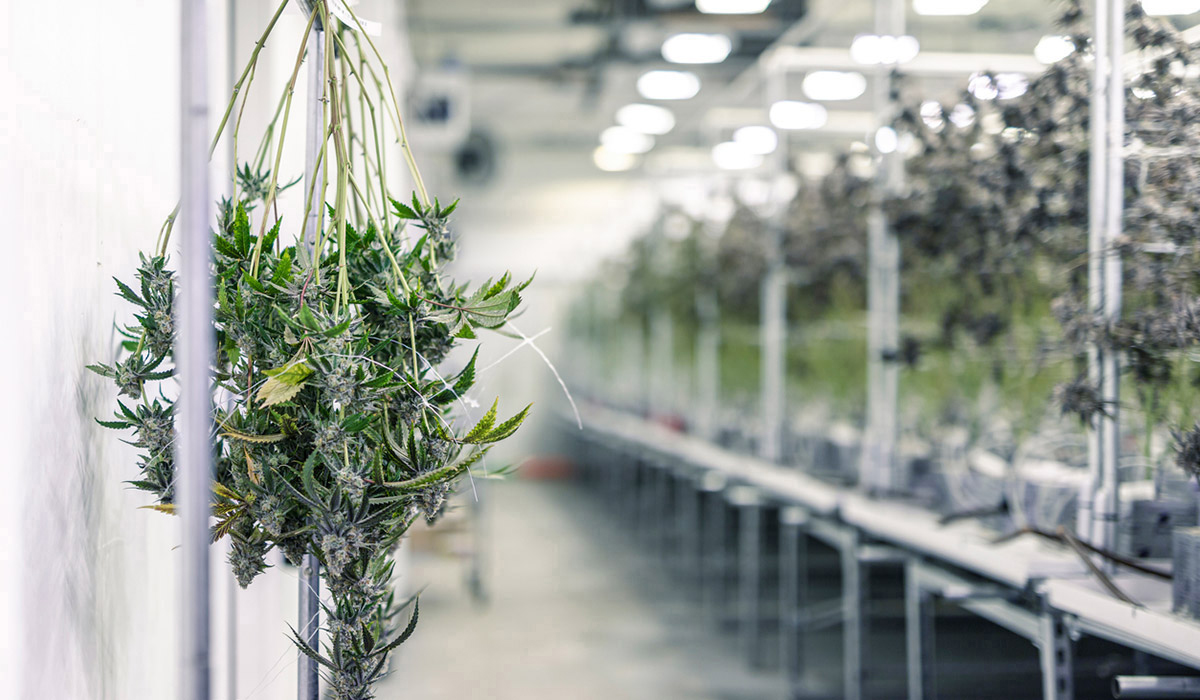 Cannabis Drying Racks