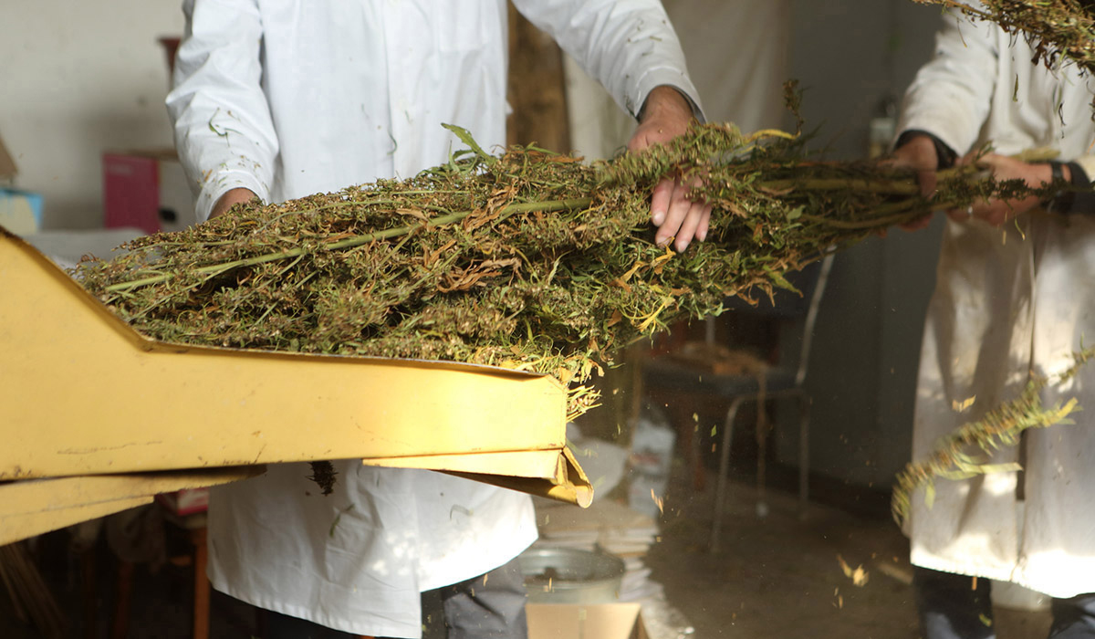 Dry herbs in drying tray