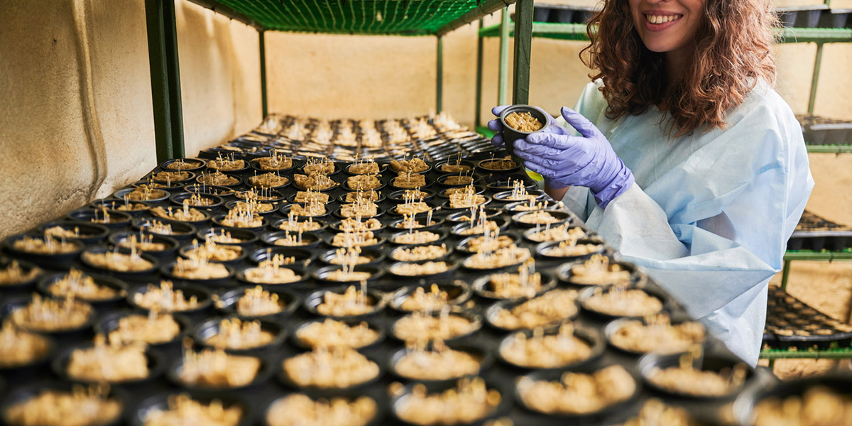 Seed starting racks