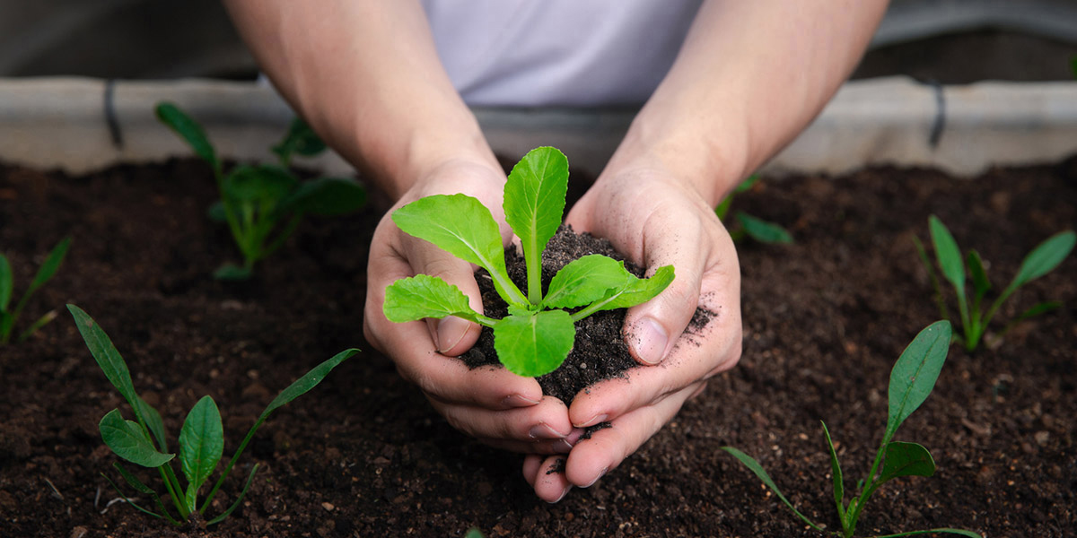 Small plant with fertilizer being held in hands