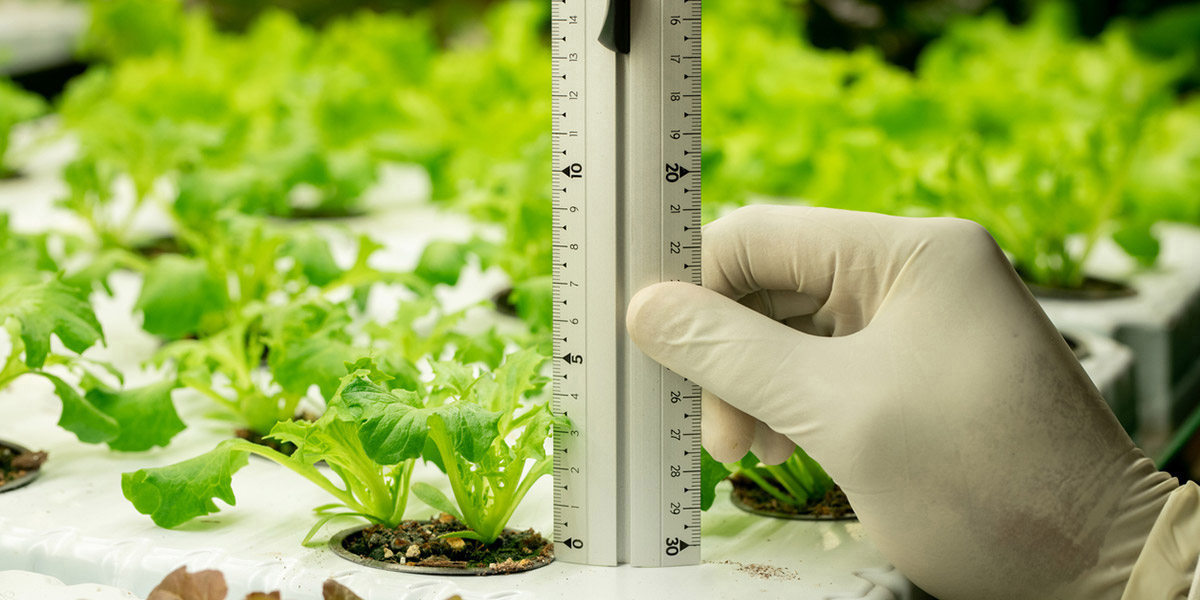 Tiny crop plant being measured with a ruler