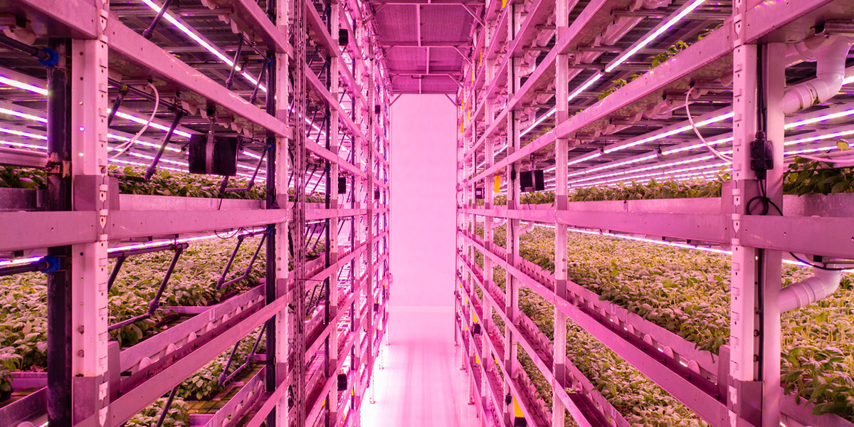 Seed Starting Shelves in pink lit room