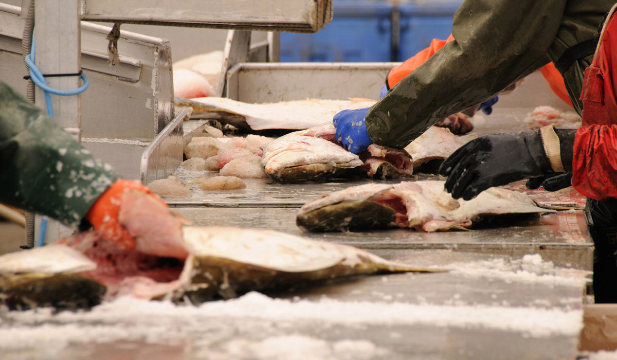 Seafood being processed