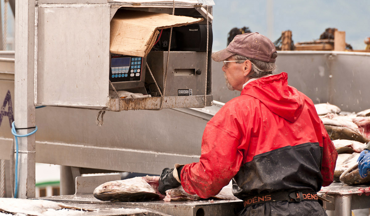 Seafood being processed with equipment