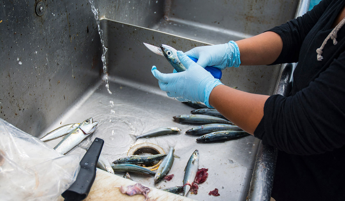 Fish being processed over Stainless Steel Sink